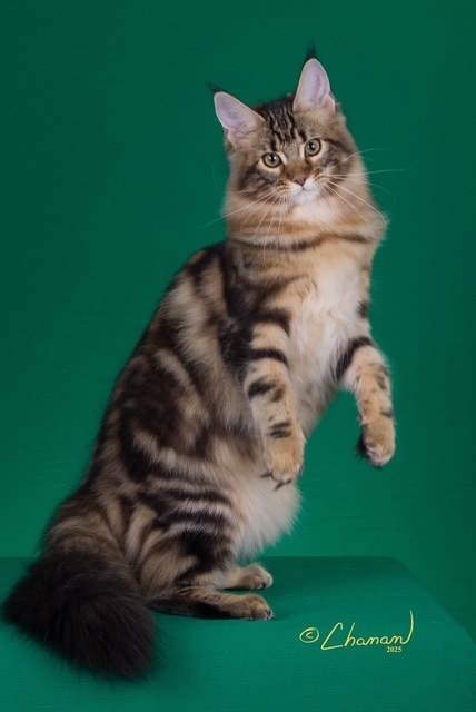 Highlander Maine Coon photo