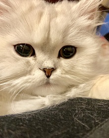 Beautiful Persian Kittens photo