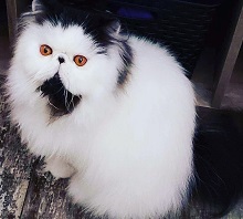 Sybil Persians photo