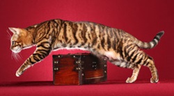 WildFx Toyger Cats photo