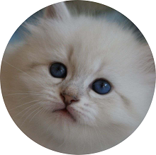 Charis Siberians photo
